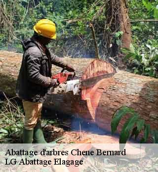 Abattage d'arbres  chene-bernard-39120 LG Abattage Elagage 