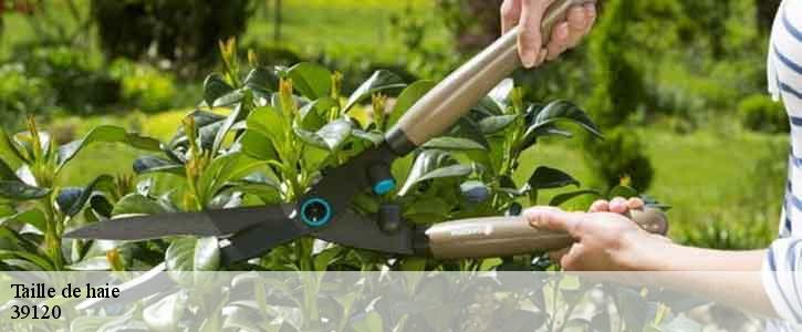 Taille de haie  39120