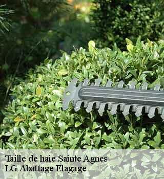 Taille de haie  sainte-agnes-39190 LG Abattage Elagage 