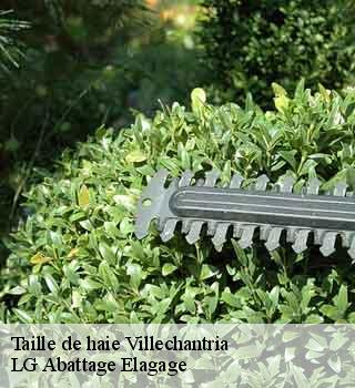 Taille de haie villechantria-39320 LG Abattage Elagage