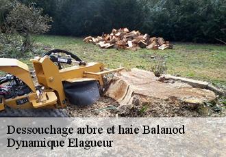 Dessouchage arbre et haie  balanod-39160 Dynamique Elagueur