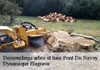 Dessouchage arbre et haie  pont-du-navoy-39300 Dynamique Elagueur