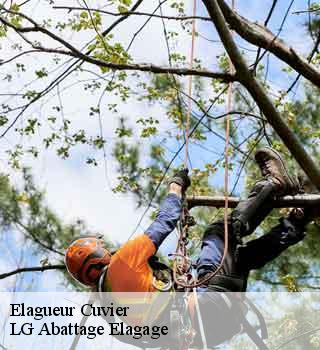 Elagueur  cuvier-39250 LG Abattage Elagage 